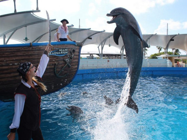 Dolphin Lobby Shop - Miami Seaquarium